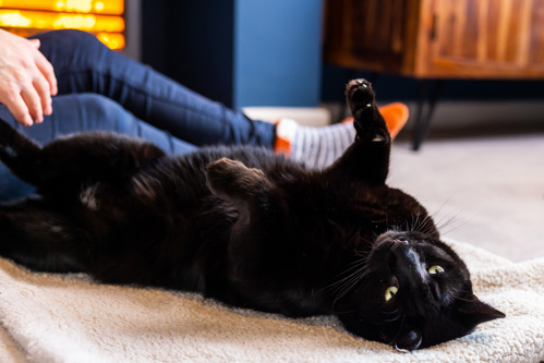 black cat lying on the floor with their paws in the air showing their belly
