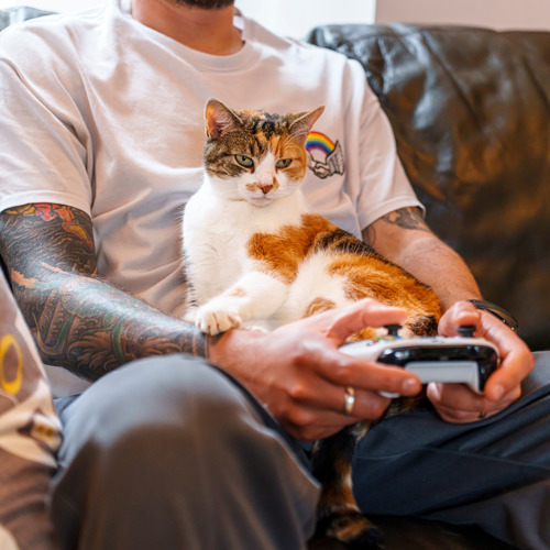 tortoiseshell-and-white cat sat on a man's lap as he uses a game controller