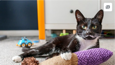 Tuxedo cat with white moustache on carpet with lots of toys