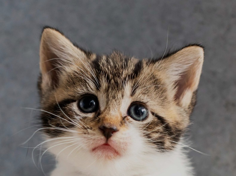 Campaigning What we do Cats Protection Campaigning What we do Cats Protection