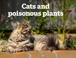 Cats and poisonous plants