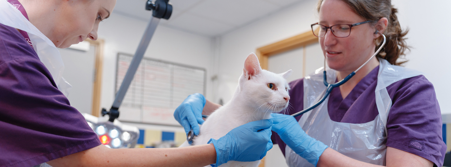 Finding a vet