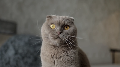 grey Scottish Fold cat with folded ears