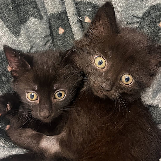 Tiny kittens transformed after being abandoned less than a mile from help