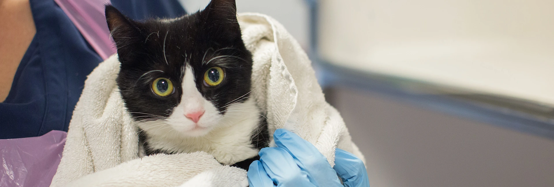 Black and white cat being held