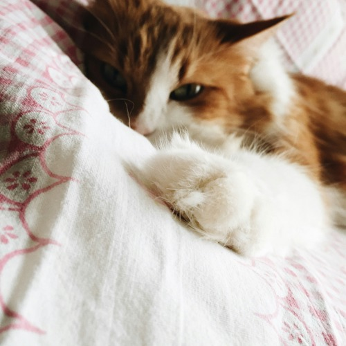 long-haired ginger-and-white cat lying down with their front paw stretched towards the camera