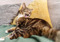 brown tabby cat licking their fur 