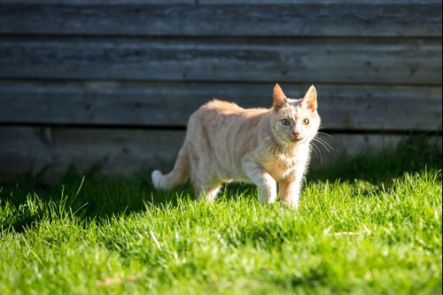 Ginger cat outside on grass