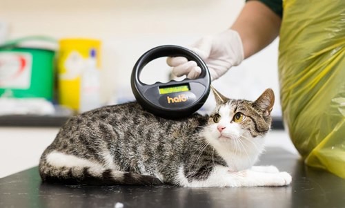 Tabby and white cat being scanned for microchip