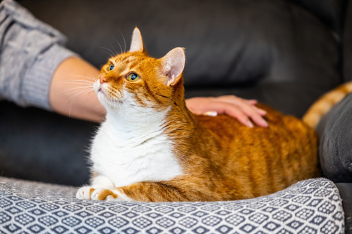 ginger-and-white cat on a sofa being petted by a human hand