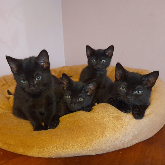 ‘Miracle’ kittens thrive after sheltering under shed in need of urgent care