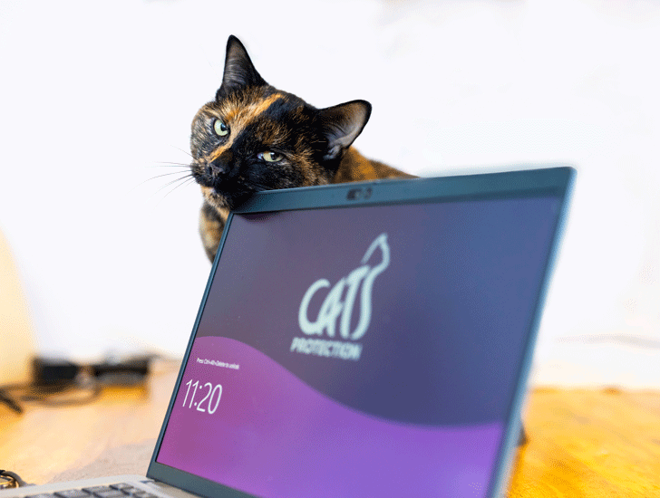 Adopt A Cat Find A Cat To Adopt Cats Protection adopt-a-cat-find-a-cat-to-adopt-cats-protection