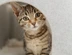 Tabby Membership