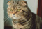 Scottish Fold brown tabby cat with folded ears sitting indoors, looking to one side.