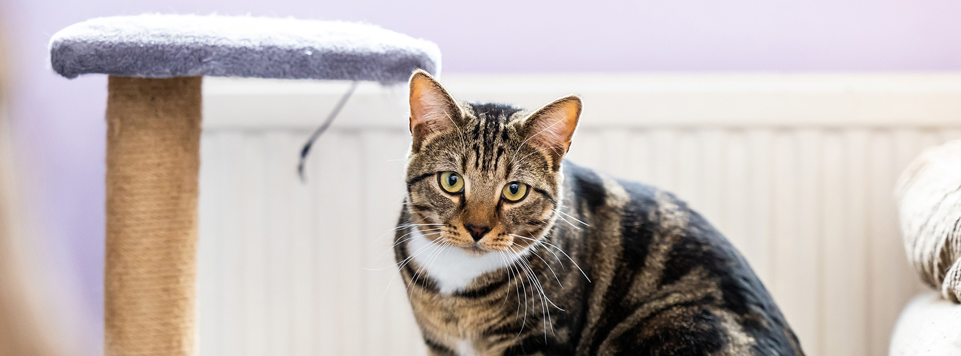 Cat behaviour