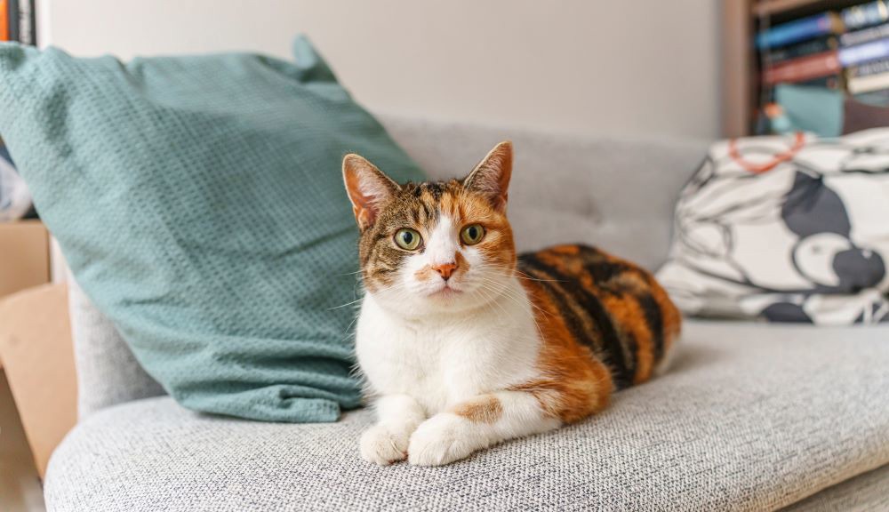 Cat-friendly rentals | Campaigns | Cats Protection