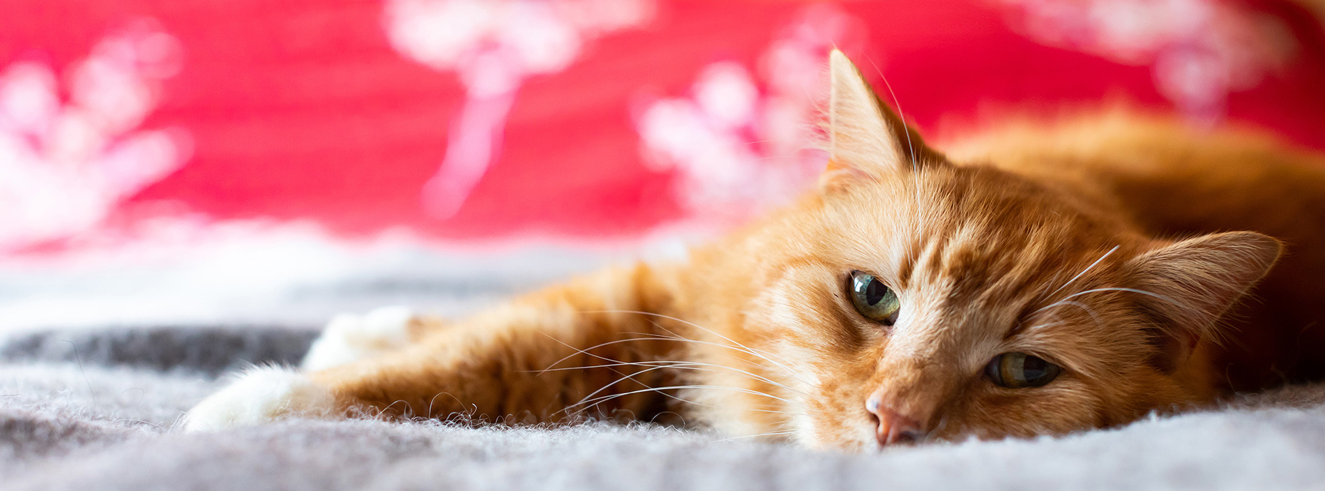 Keeping your cat safe