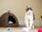 Grey-and-white cat with no eyes walking across a floor, with cat toys in the foreground and a dome-shaped cat bed in the background.