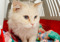 White cat in red-and-white cat carrier 