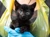 Black Kitten Being Held In Hands