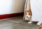 ginger-and-white cat hiding behind white curtain