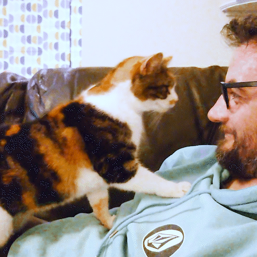 A GIF of a tortoiseshell-and-white cat standing on the chest of a man wearing a green hoodie and glasses. The cat is rubbing their face on the man's face