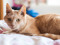 Ginger cat lying on bed