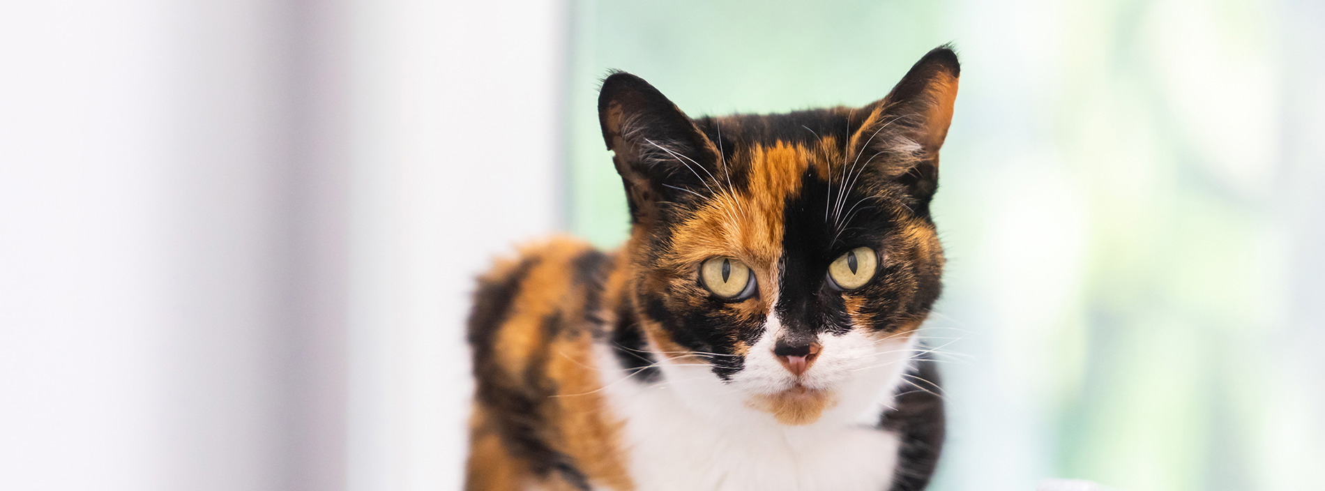 Antibiotics for cats