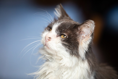 A close-up portrait of a grey-and-white kitten looking upwards, with long white whiskers, golden eyes and fluffy fur around its neck. The background is softly blurred, drawing attention to the kitten's face and alert expression.