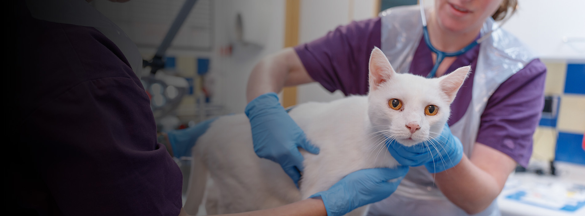 Neutering your cat