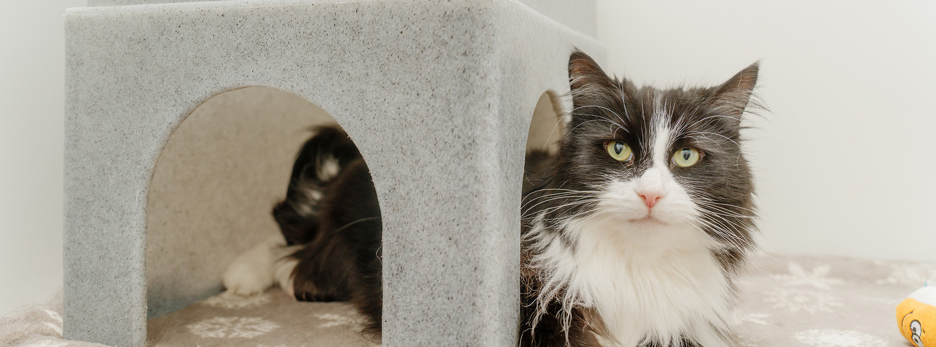 Heart disease in cats
