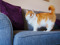long-haired ginger-and-white cat standing on grey sofa next to purple cushion