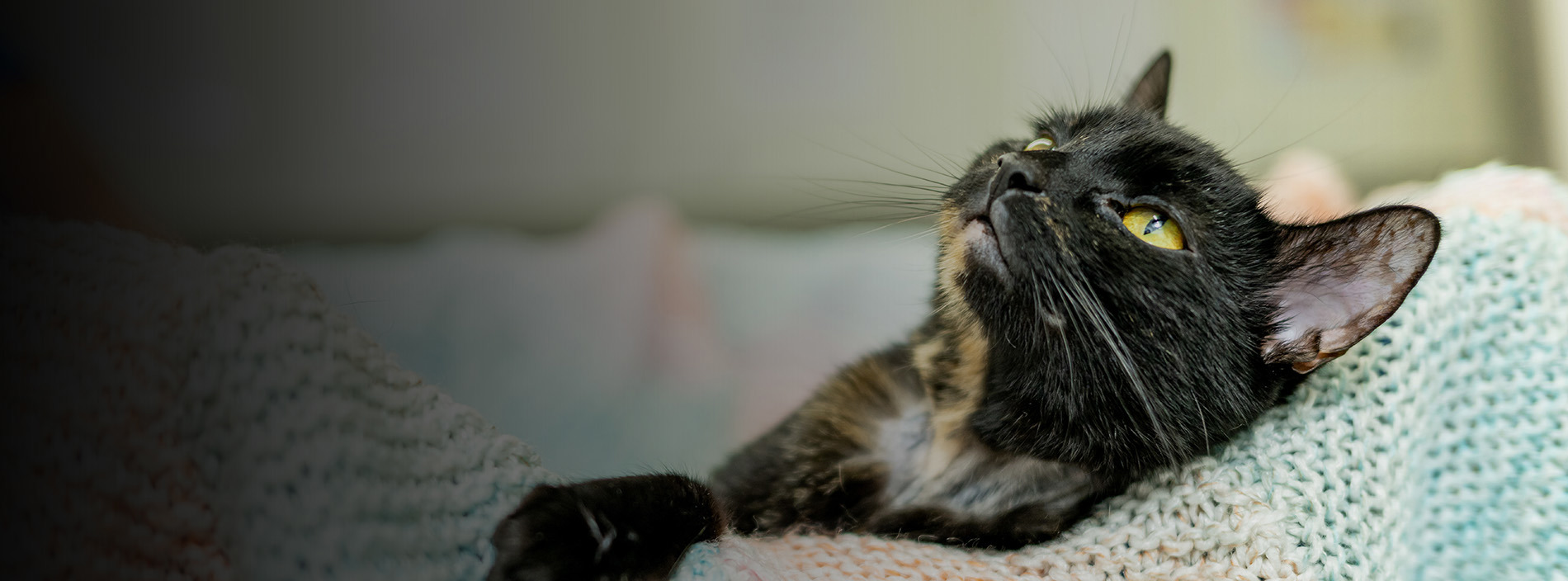 How to care for your cat after an operation
