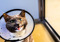 black-and-white cat wearing a plastic cone collar and showing their teeth
