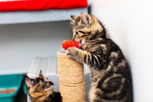 brown tabby kitten biting red cat toy on top of scratch post while another brown tabby kitten looks on
