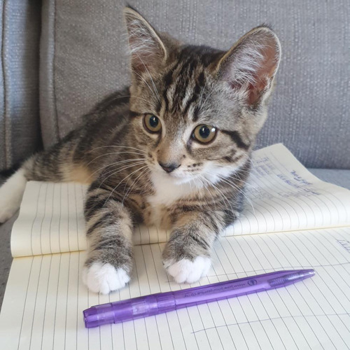 A brown-and-white tabby cat sat on an open notebook next to a purple pen