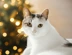Craft For Cats Landing Page