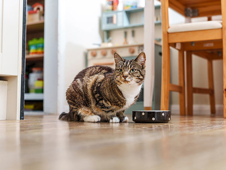 Charities working together to provide over a million meals to the nation's pets