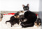 black-and-white mother cat surrounded by her kittens