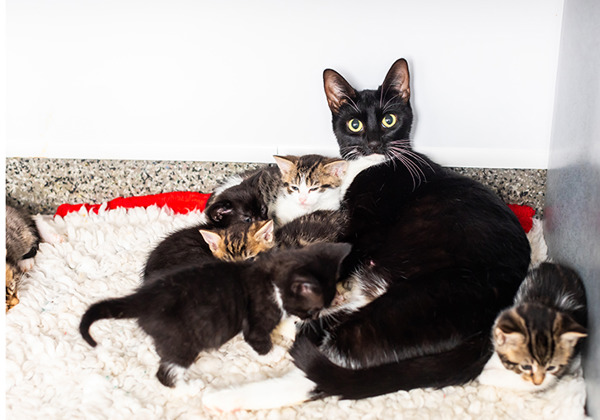 Birth and Kittening | Cats Protection