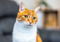 ginger-and-white cat with yellow eyes