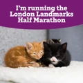 Three kittens snuggled up together with text saying 'I'm running the London Landmarks Half Marathon'