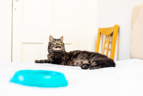long-haired brown tabby cat lying on bed with white bedsheets with a blue cat bowl blurred in the foreground