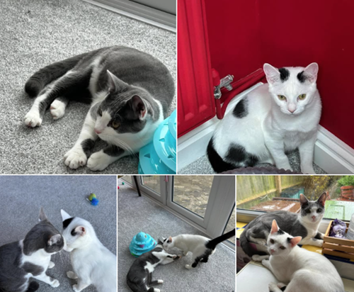 Group pictures of Milo and Lenny