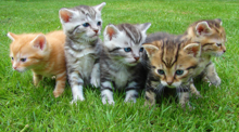Lots of assorted kittens on a lawn