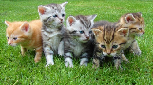 A group of assorted kittens walking towards us on the grass