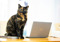 A tortoiseshell cat sat on a desk next to an open laptop