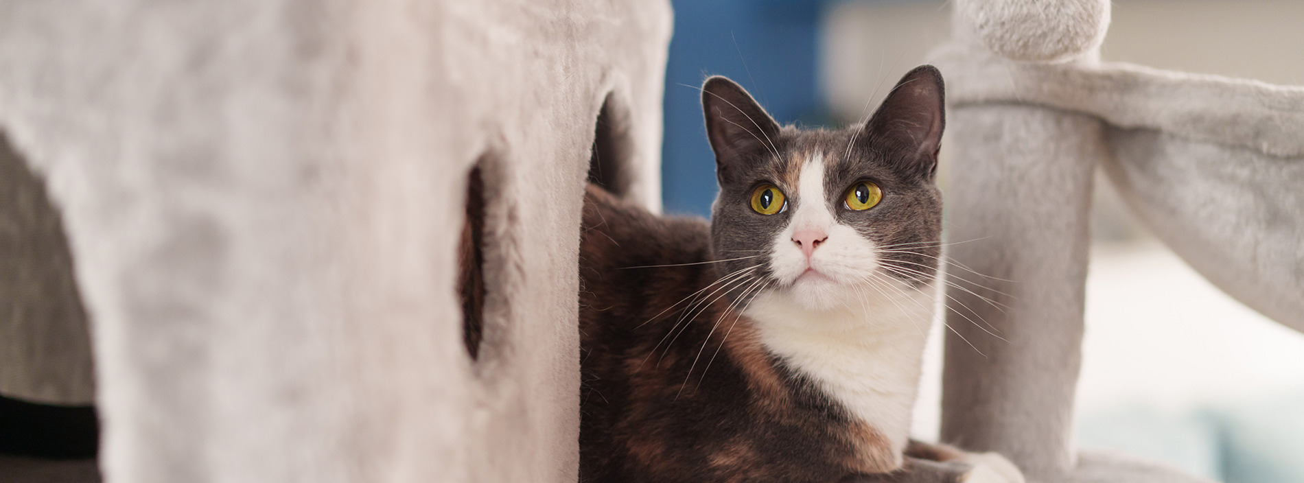 FIV in cats