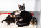 A black-and-white cat surrounded by young kittens of different colours
