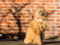 Welcome to Cheltenham & Tewkesbury Cats Protection
